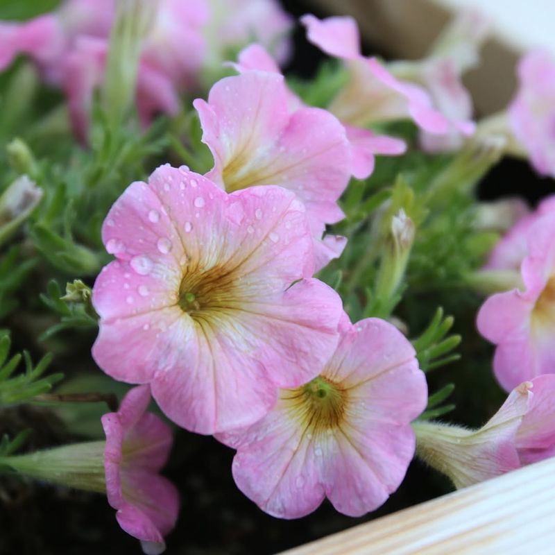 Petunias