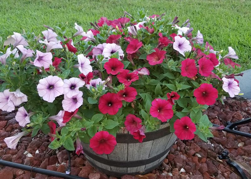 Petunias