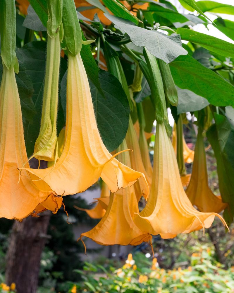 Angel Trumpet