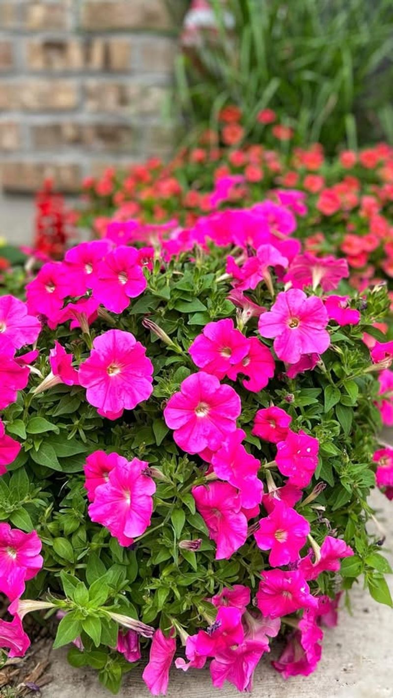 Petunias