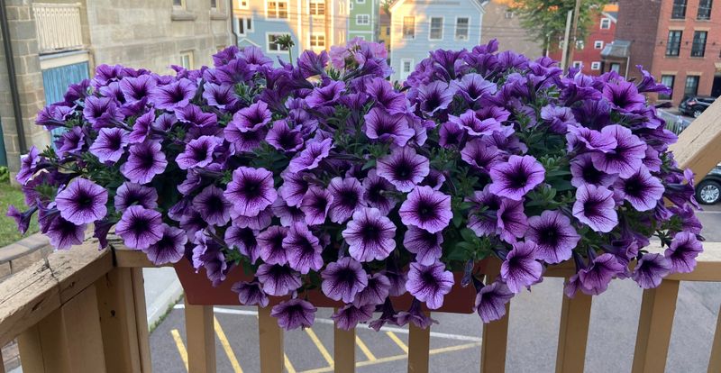 Petunias & Sweet Potato Vine