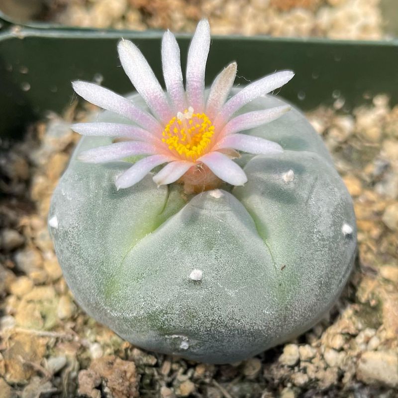 Peyote