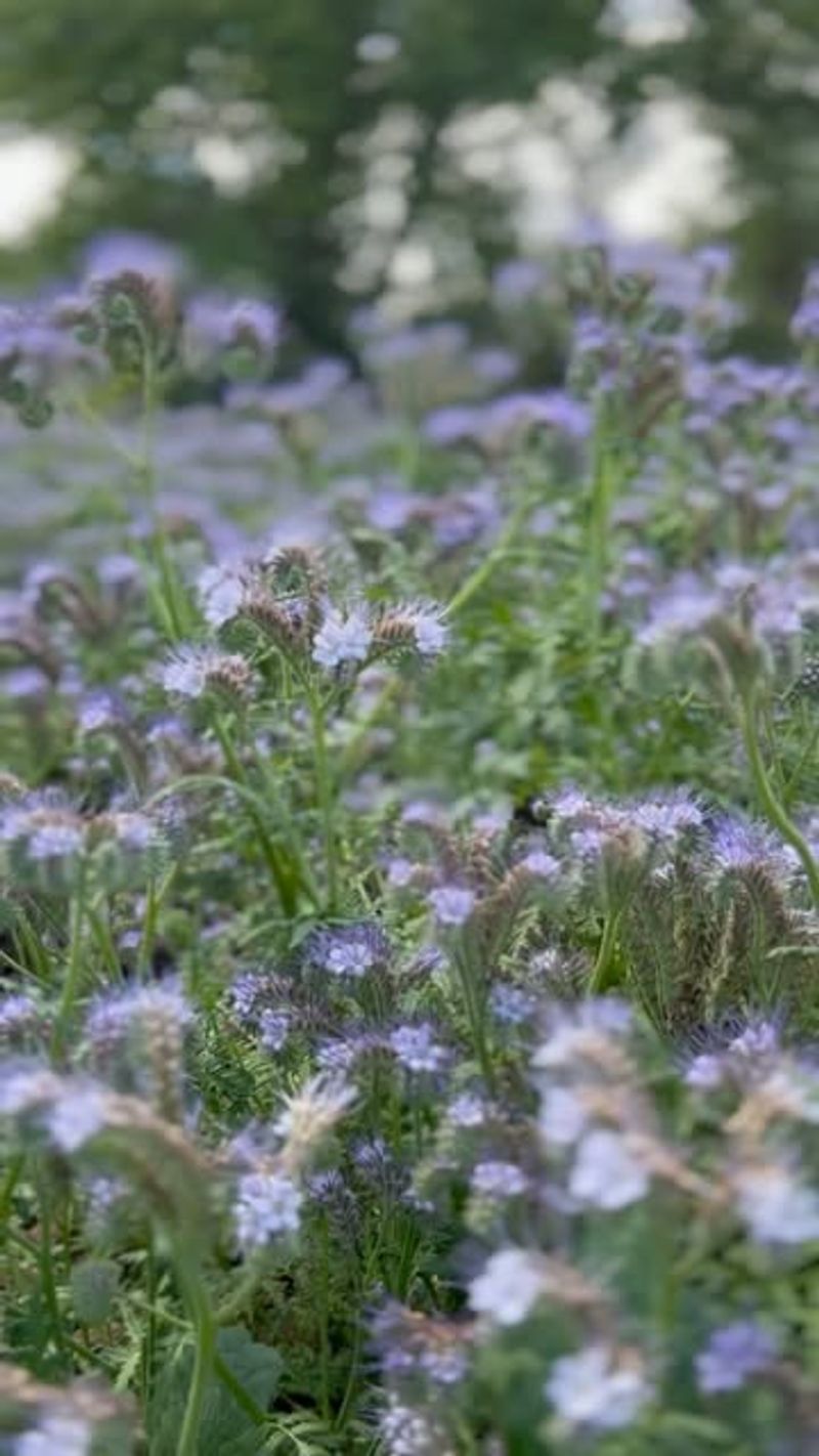 Phacelia