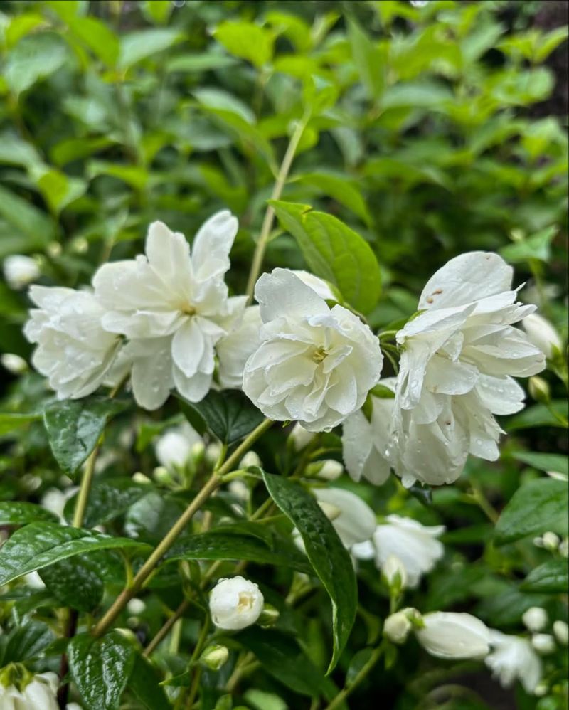 Philadelphus coronarius