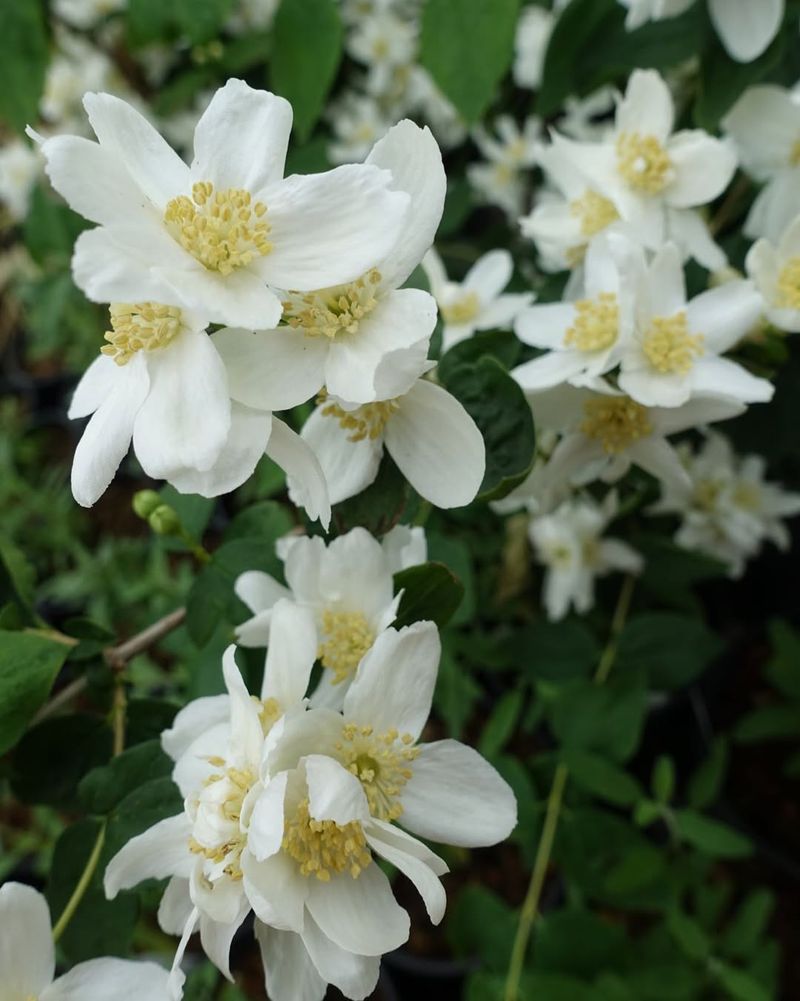 Philadelphus