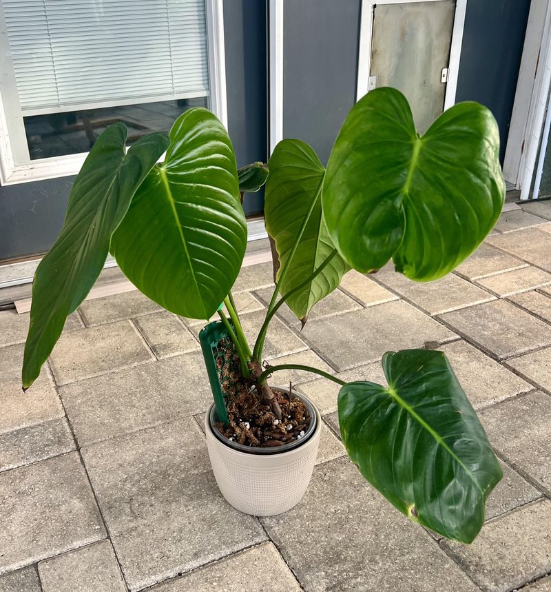 Philodendron