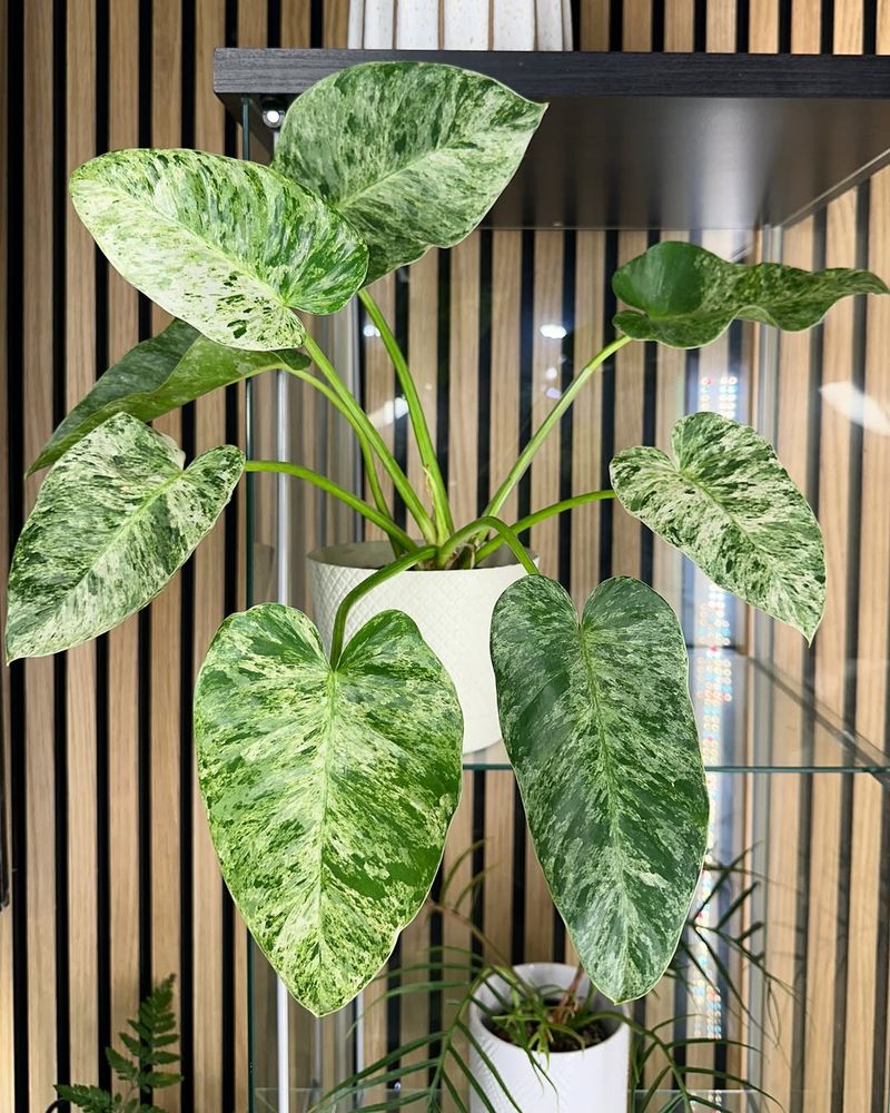 Philodendron