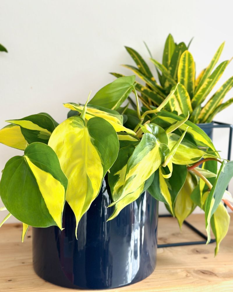 Philodendron Brasil