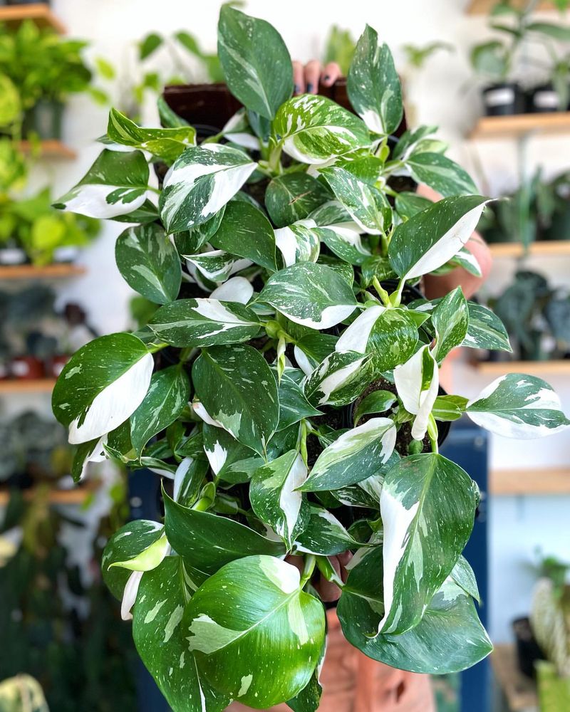 Philodendron