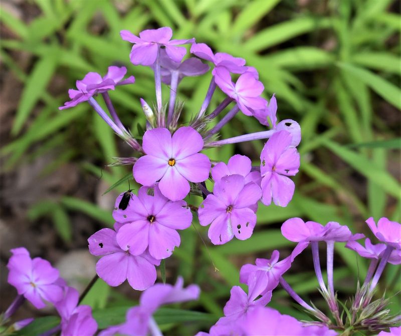 Phlox