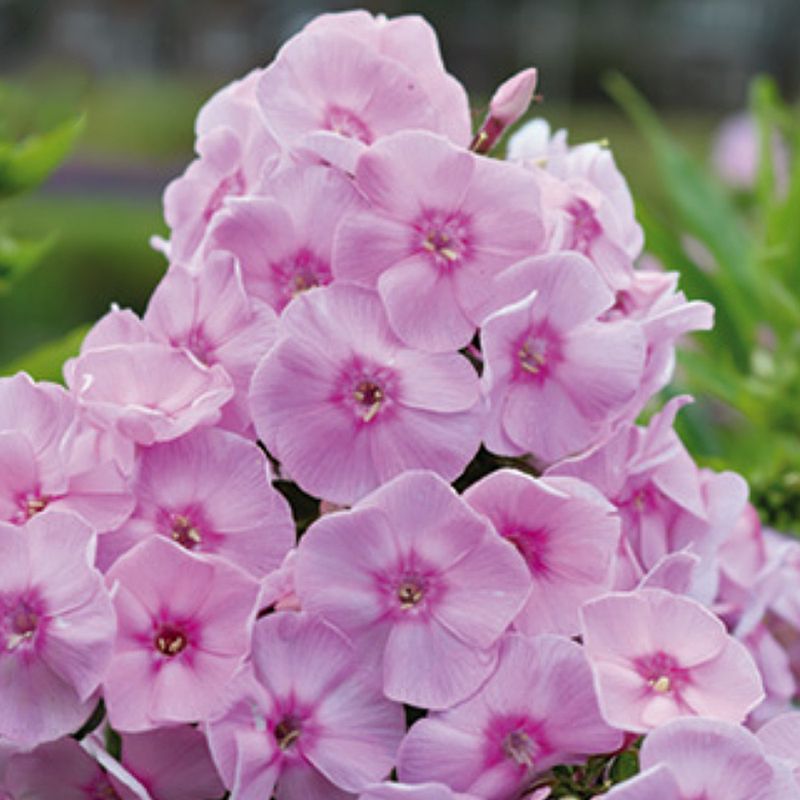 Phlox