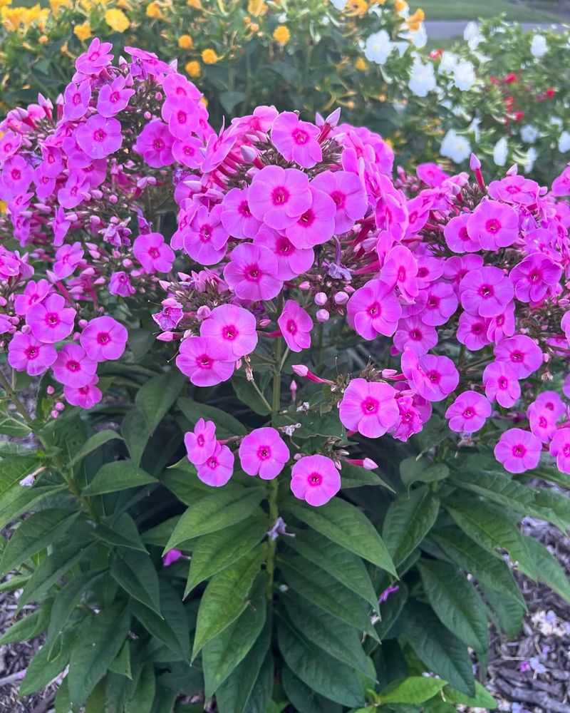 Phlox (Phlox paniculata)