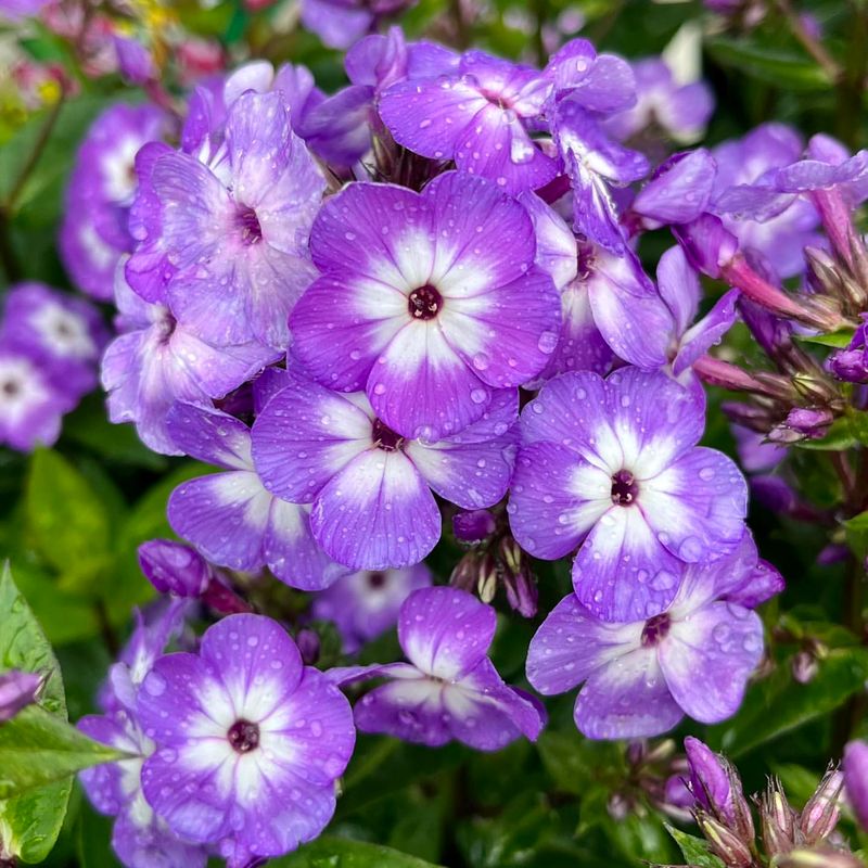 Phlox (Phlox paniculata)