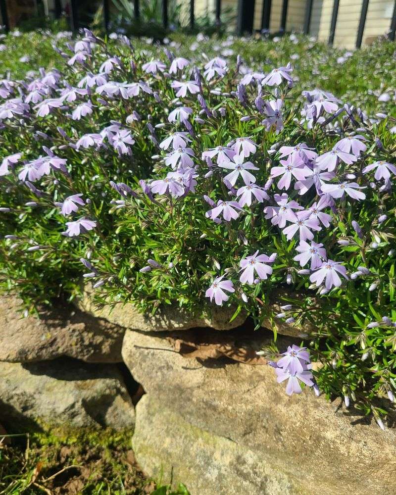 Phlox Subulata