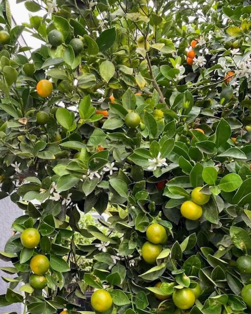 Citrus Greening