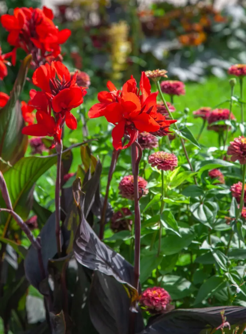 Pick Quality Rhizomes