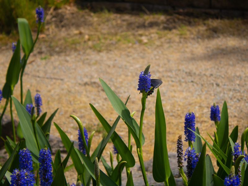 Pickerelweed