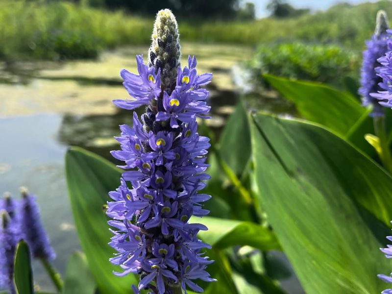 Pickerelweed