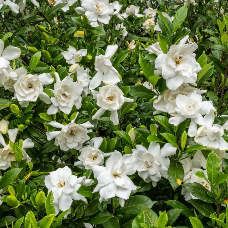 Gardenias