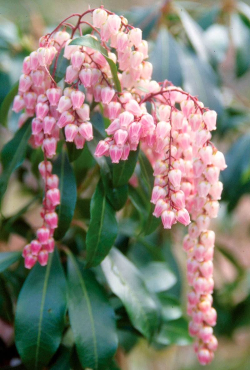 Pieris Japonica