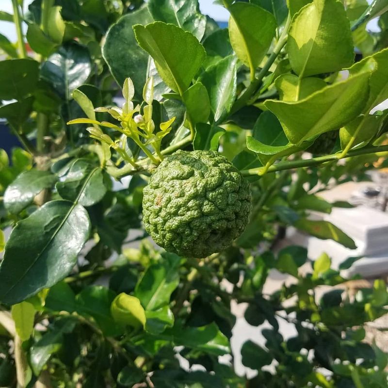 Kaffir Lime