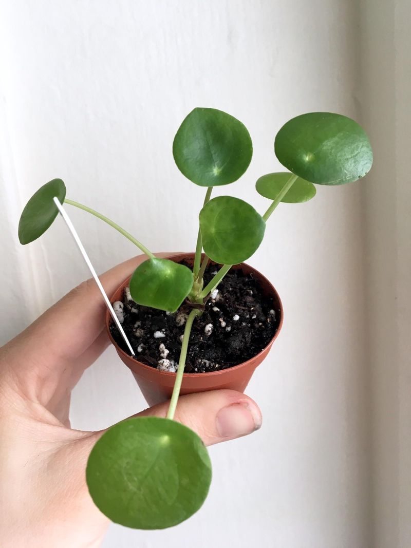 Pilea Peperomioides