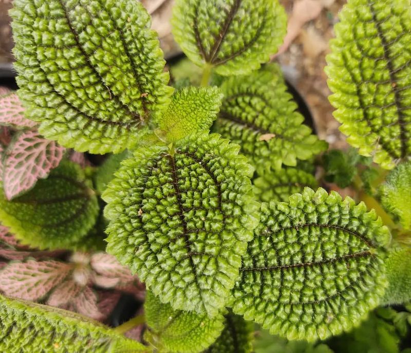 Pilea involucrata