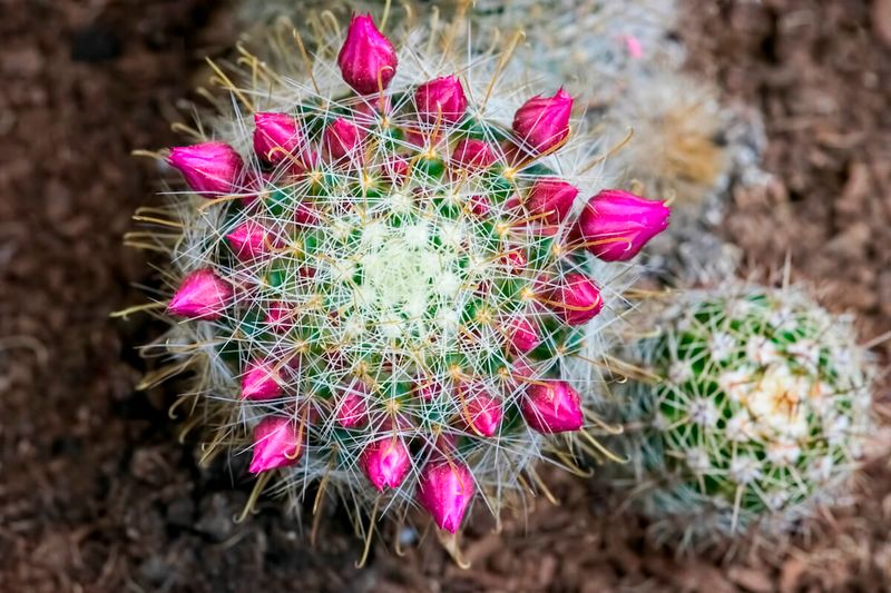 Pincushion Cactus