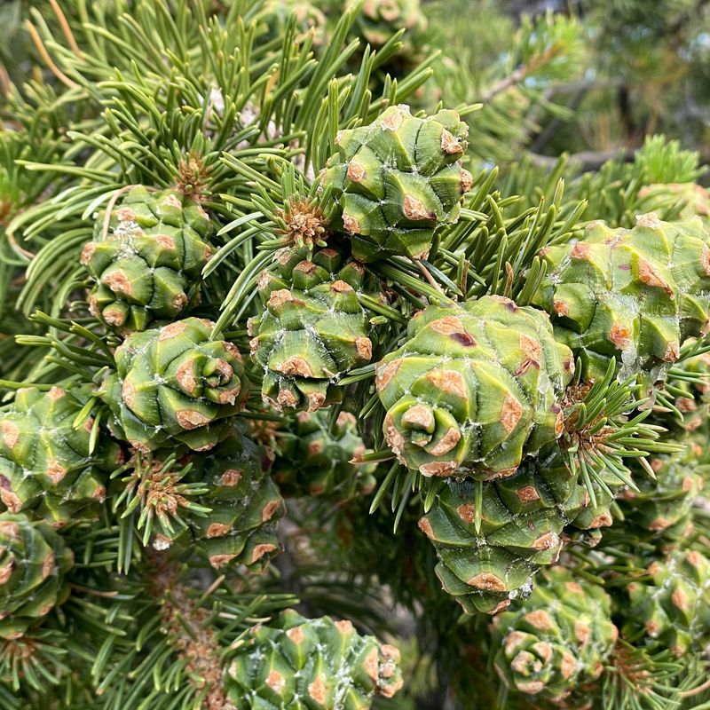 Pine Nuts (Pinus)