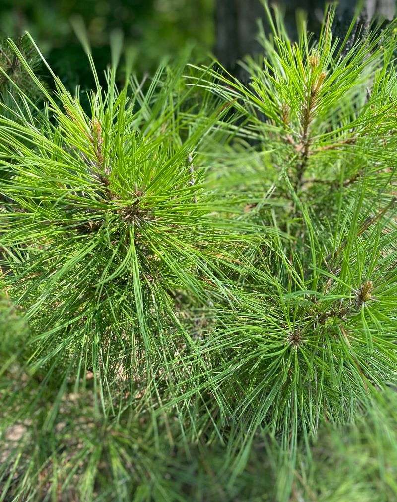 Pine Tree