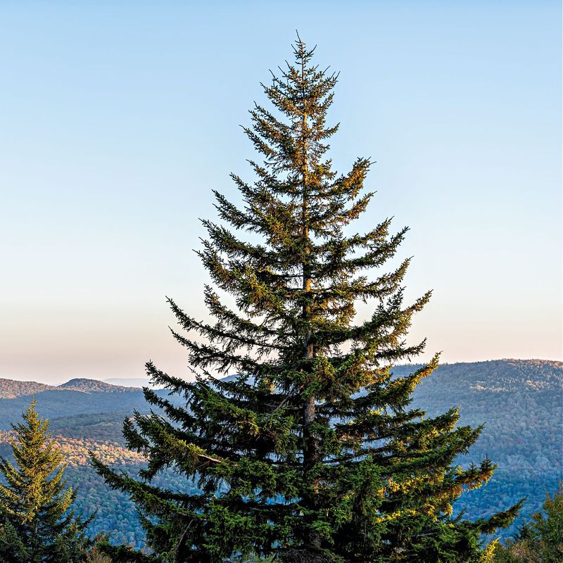 Pine Tree