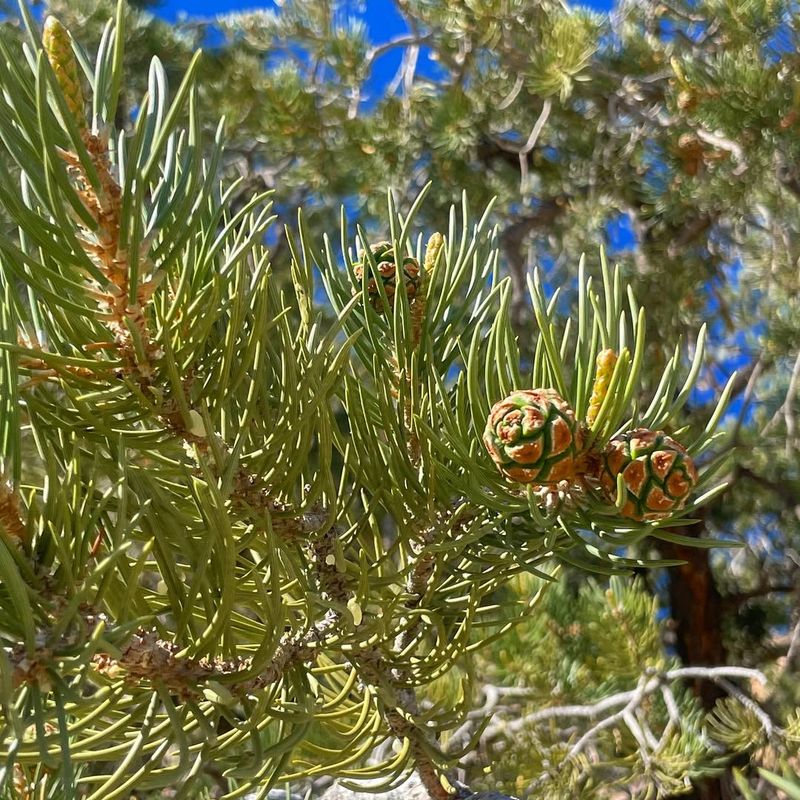 Pine Trees