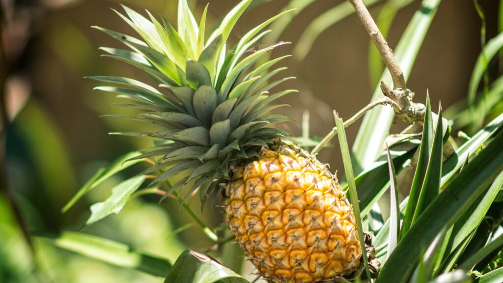 pineapple