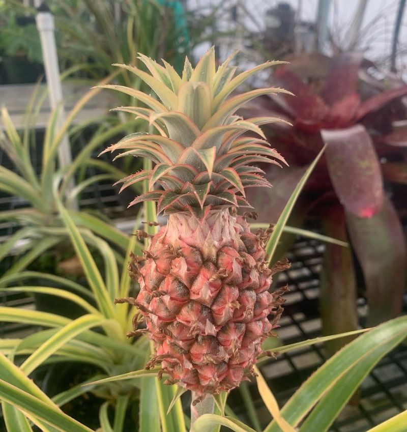 Pineapple Plant