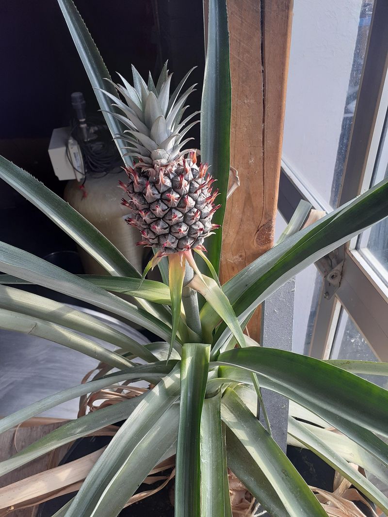 Pineapple Plant