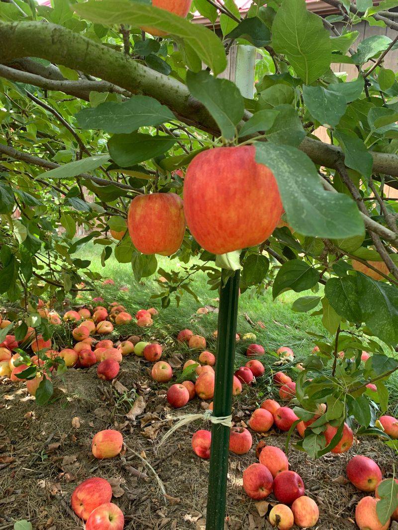 Apple Seeds