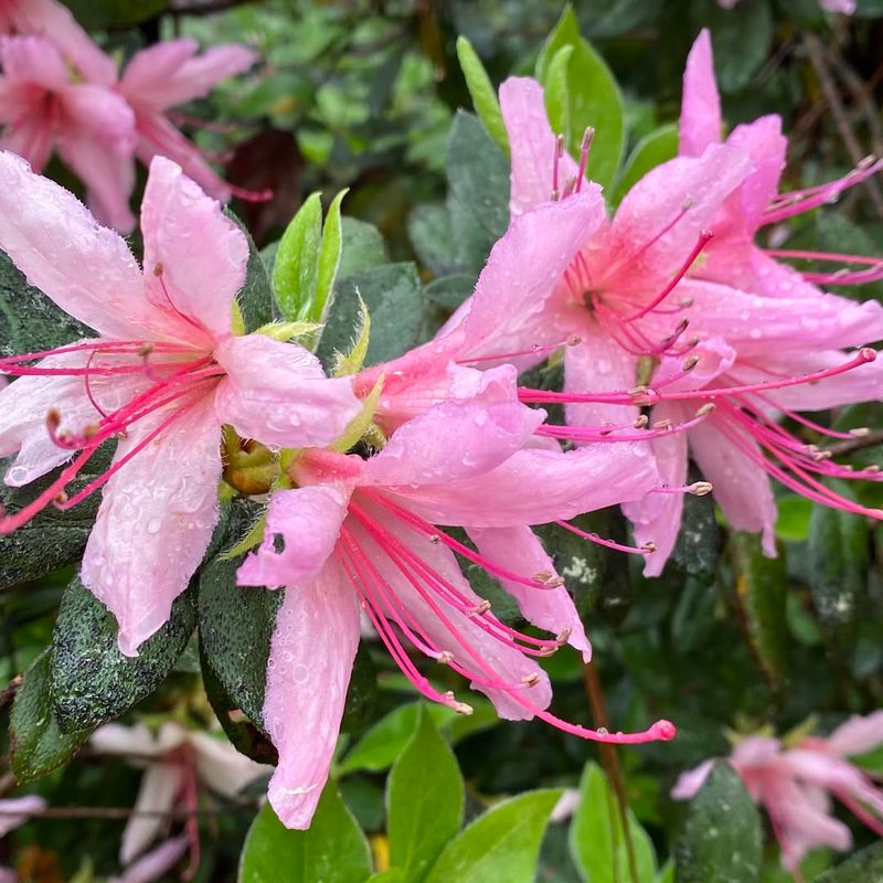 Pink Azalea