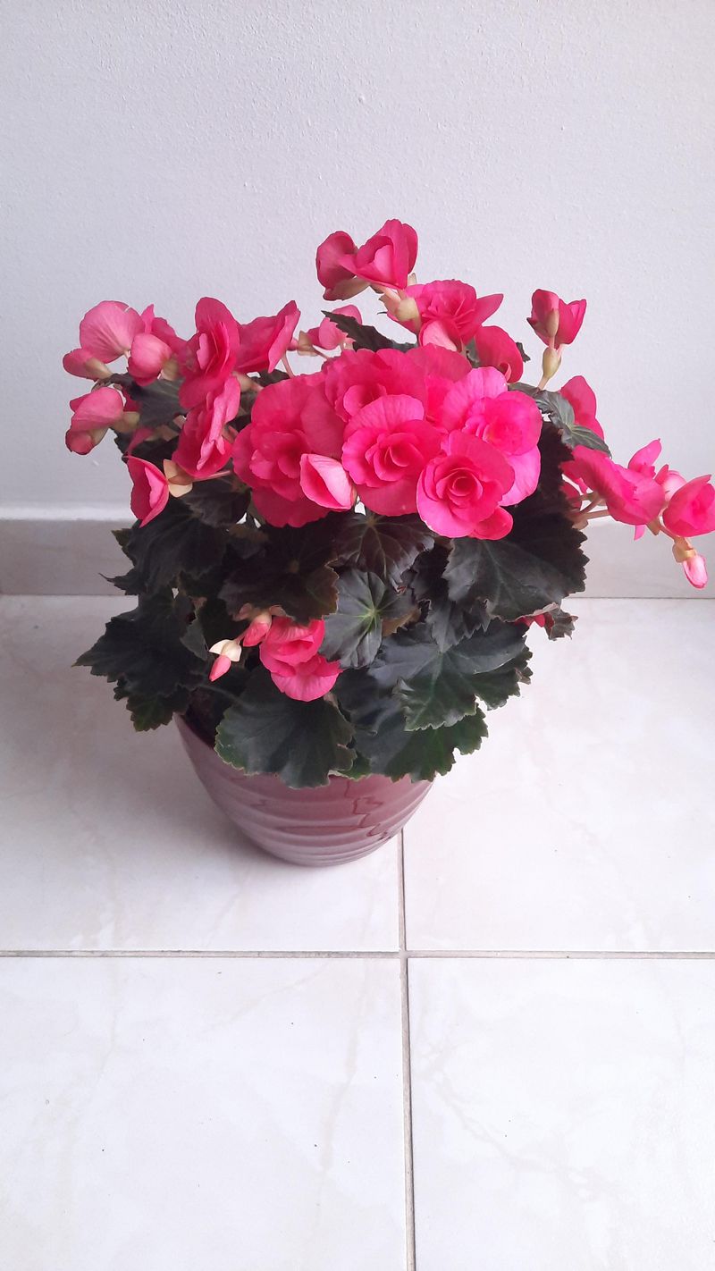 Pink Begonia