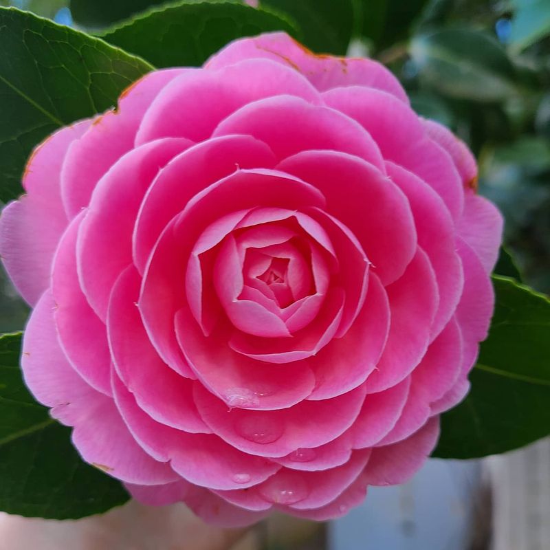 Pink Camellia