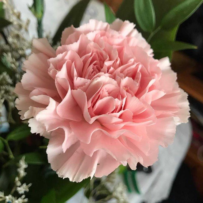 Pink Carnation