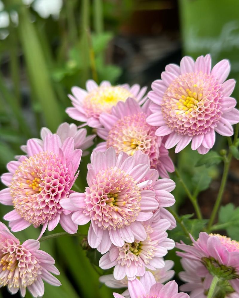 Pink Chrysanthemum