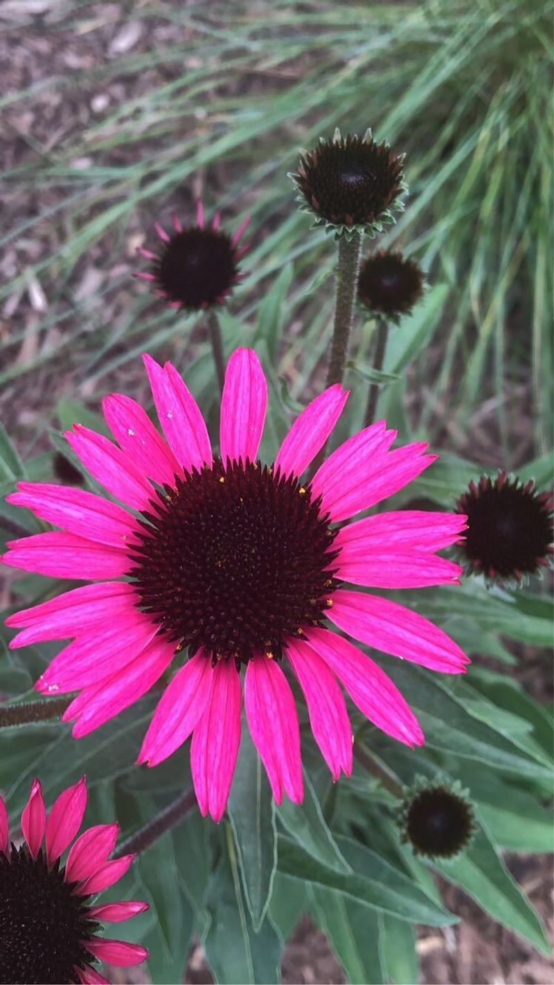 Pink Coneflower