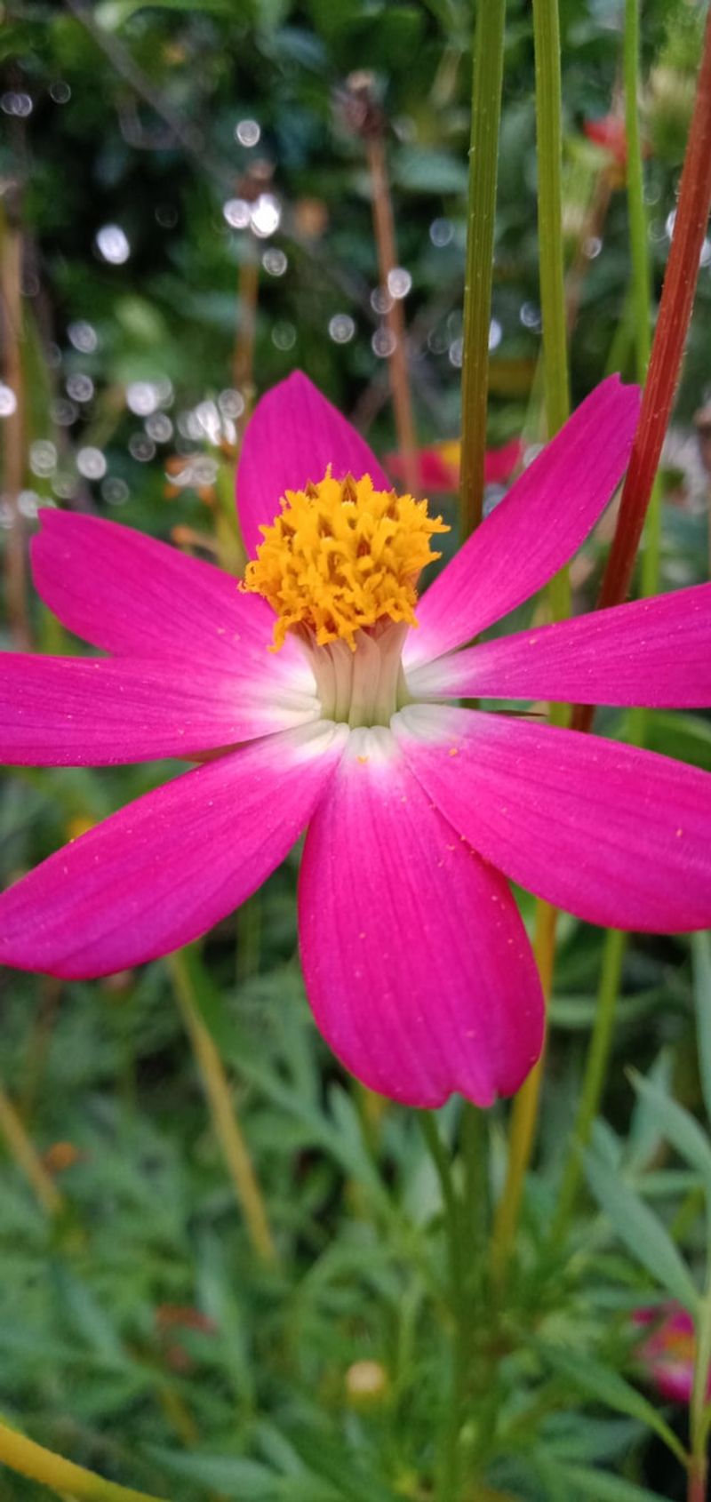 Pink Cosmos