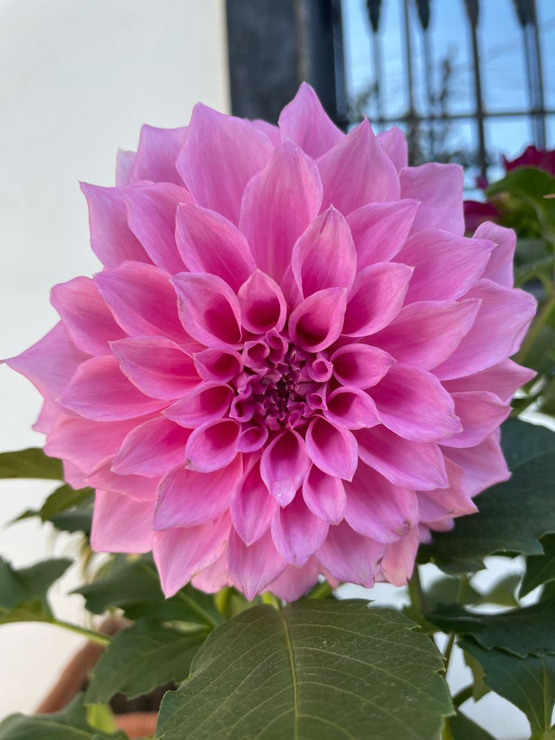 Pink Dahlia