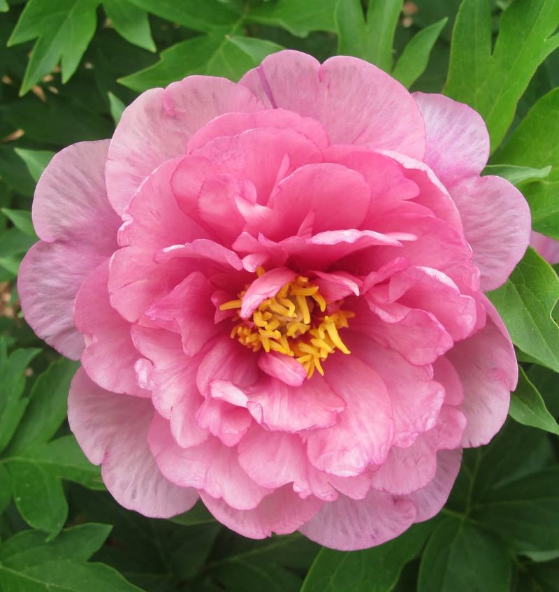 Pink Double Dandy Peony