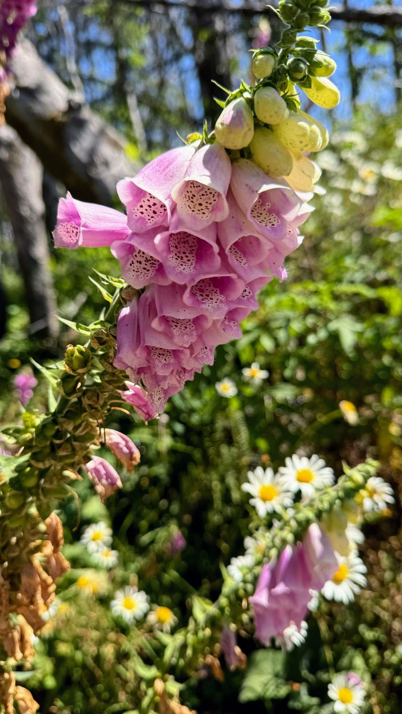 Pink Foxglove