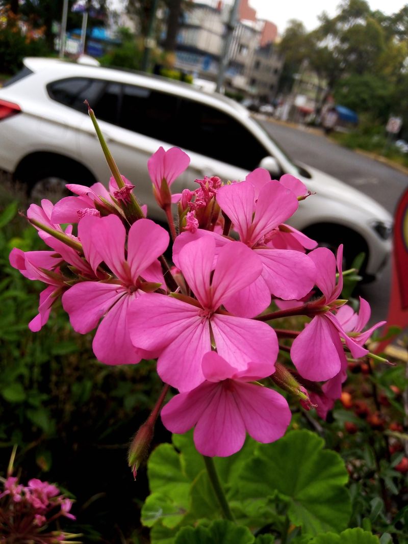 Pink Geranium