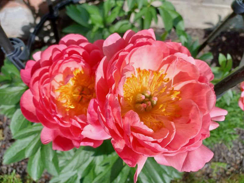 Pink Hawaiian Coral Peony