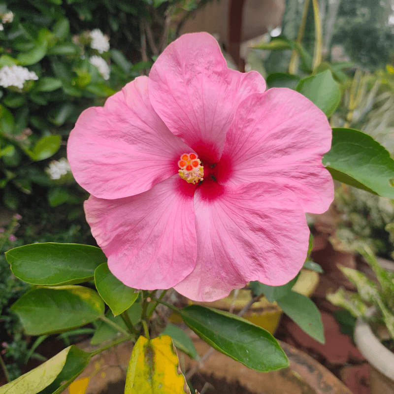 Pink Hibiscus