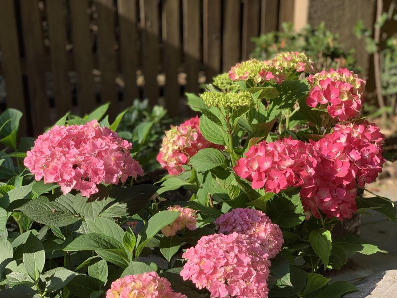 Pink Hydrangea